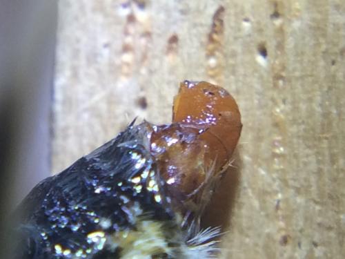 Pyrgus alveus