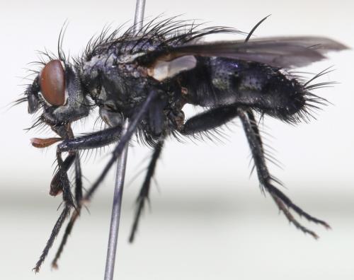 Eurychaeta palpalis