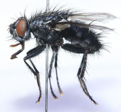 Eurychaeta palpalis