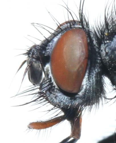 Eurychaeta palpalis