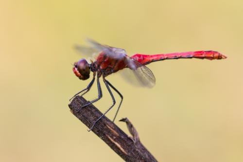 Sympetrum sanguineum