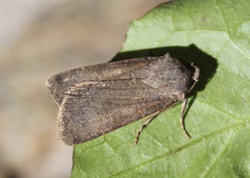 Réf. 193 334 : Agrotis trux