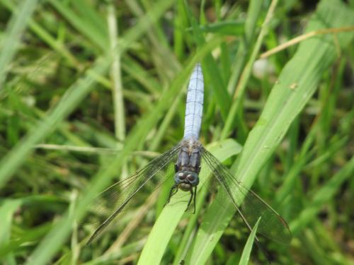 Orthetrum coerulescens