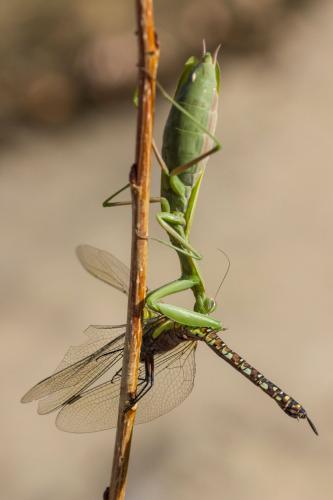Aeshna mixta