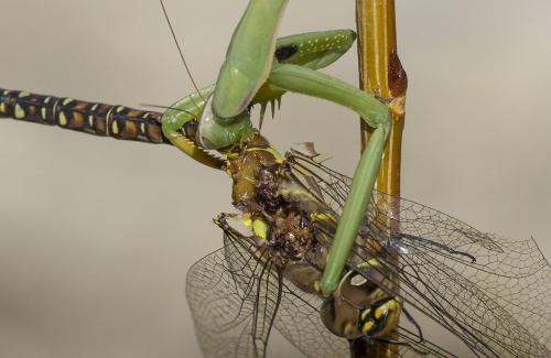 Aeshna mixta