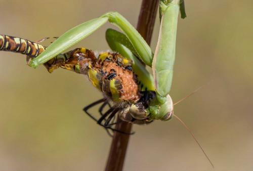 Aeshna mixta