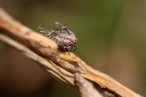 Trypetimorpha sp.