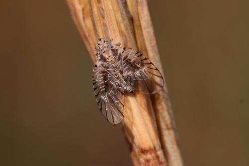 Réf. 193 036 : Trypetimorpha sp.