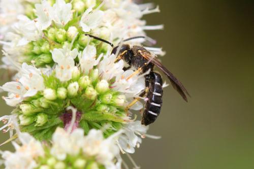 Halictus maculatus