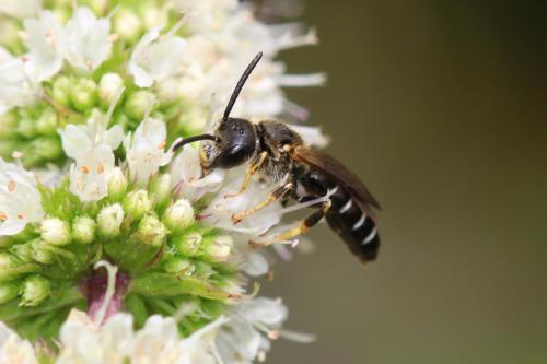 Halictus maculatus