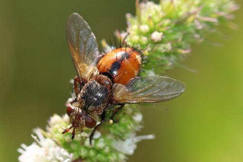 Réf. 193 355 : Tachina magnicornis