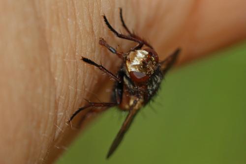 Tachina magnicornis