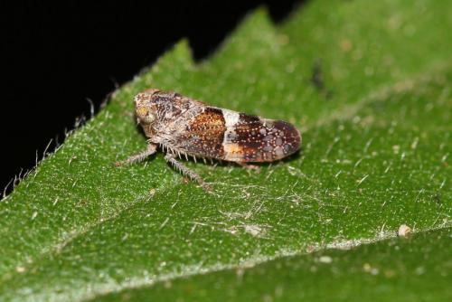 Stegelytra sp.