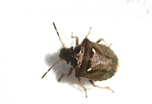 Réf. 193 367 : Eysarcoris aeneus