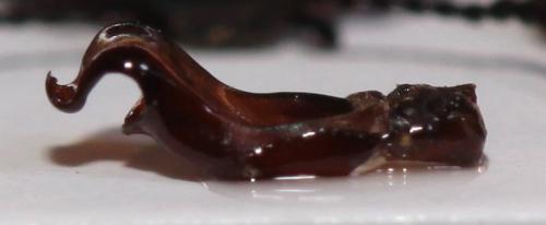 Chrysolina vernalis