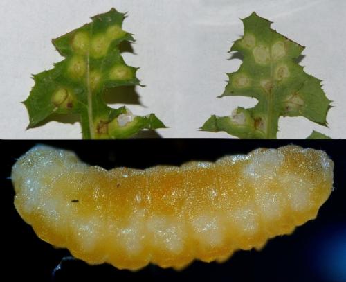 Réf. 193 335 : Cystiphora sonchi