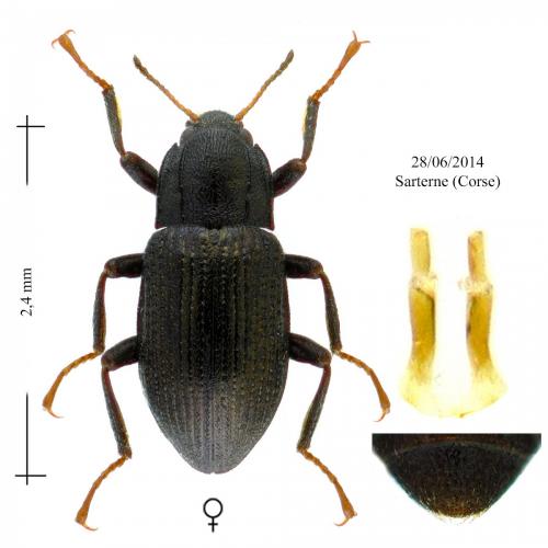 Réf. 193 066 : Limnius intermedius