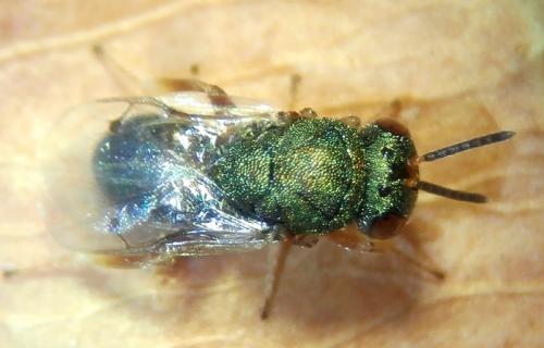 Dinarmus italicus