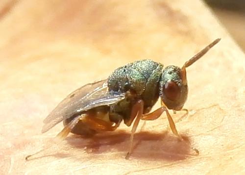 Dinarmus italicus
