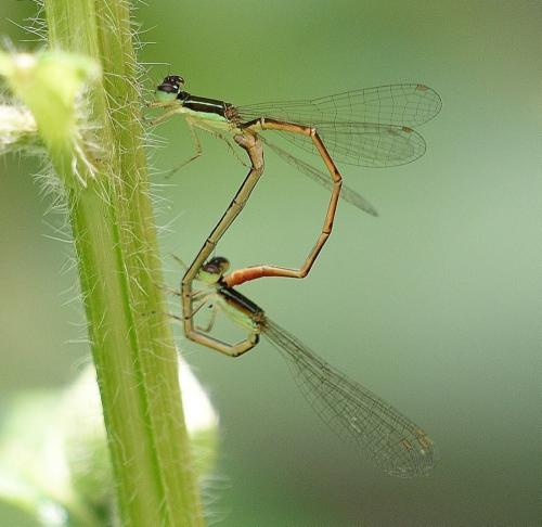 Agriocnemis exilis