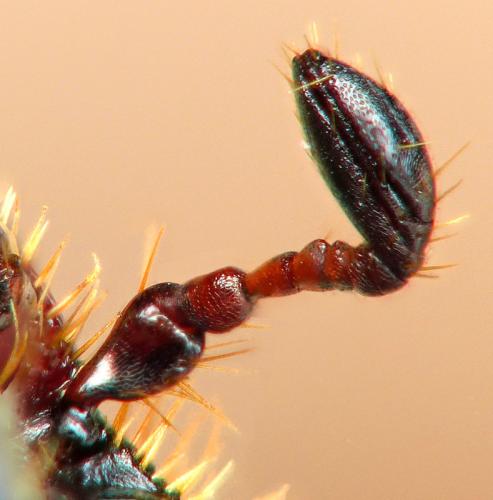 Hoplia philanthus