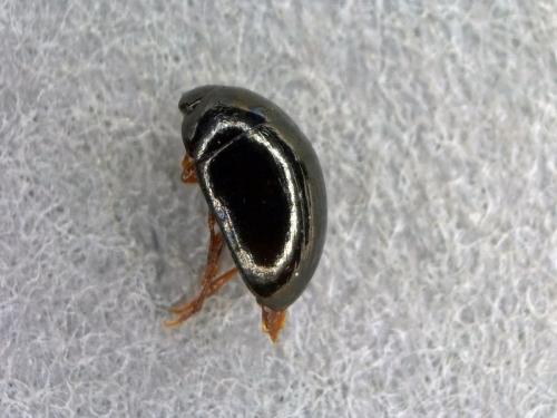 Olibrus sp.