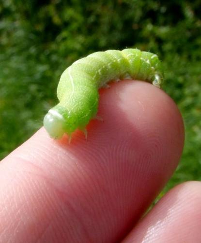 Orthosia cerasi