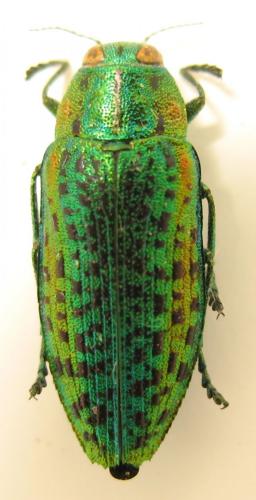 Lamprodila mirifica