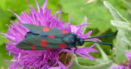 Zygaena ephialtes