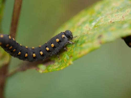 Réf. 193 639 : Tenthredo marginella