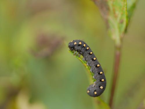 Tenthredo marginella