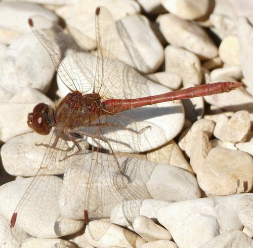 Réf. 193 363 : Sympetrum meridionale
