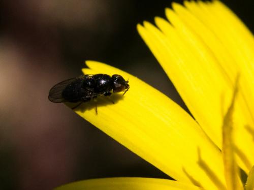 Oscinella sp.