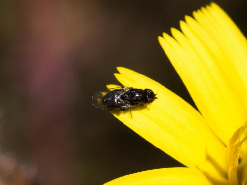 Oscinella sp.