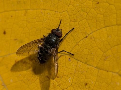 Pollenia sp.