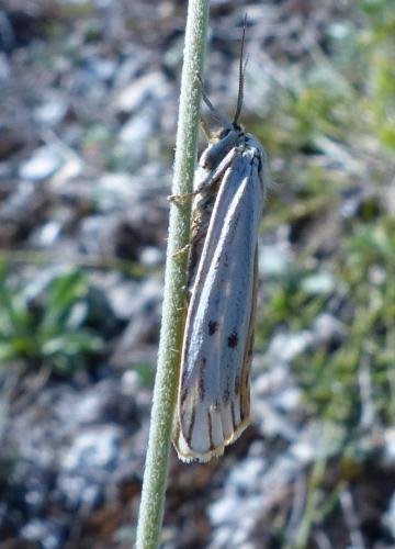 Réf. 193 373 : Coscinia striata