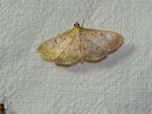 Réf. 193 604 : Pleuroptya ruralis