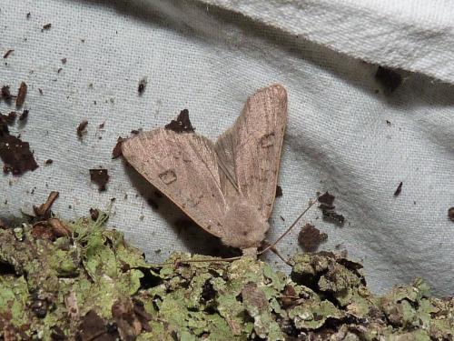 Réf. 193 572 : Xestia castanea