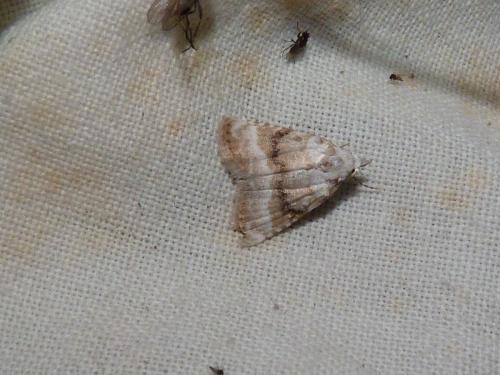 Réf. 193 624 : Meganola albula