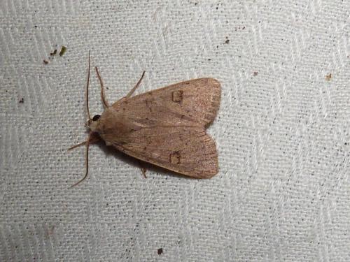 Réf. 193 801 : Xestia castanea
