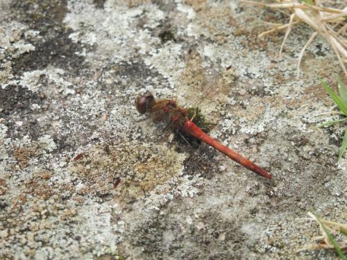 Réf. 193 526 : Sympetrum sp.