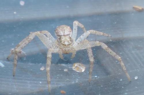 Philodromus dispar