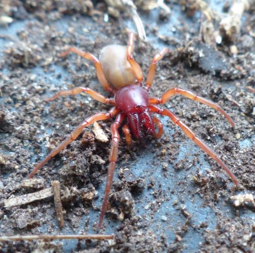 Dysdera crocata