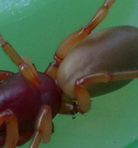 Réf. 193 283 : Dysdera crocata