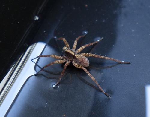 Pardosa sp.