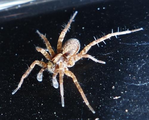 Pardosa sp.