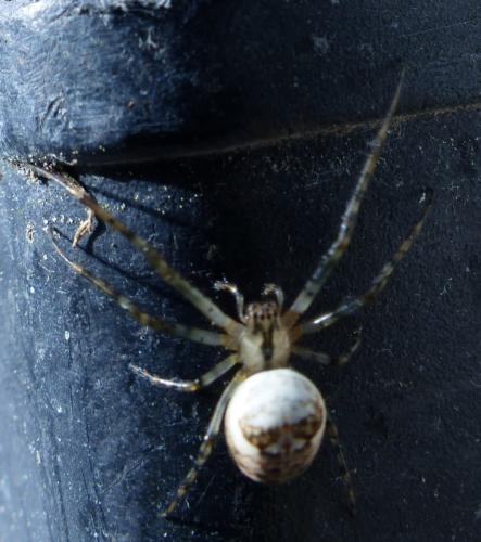 Metellina sp.