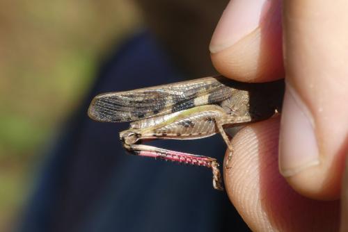 Aiolopus strepens