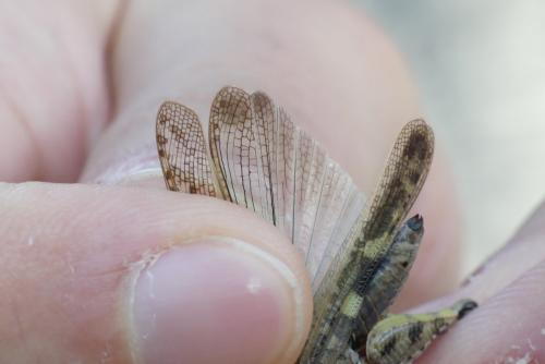 Aiolopus strepens