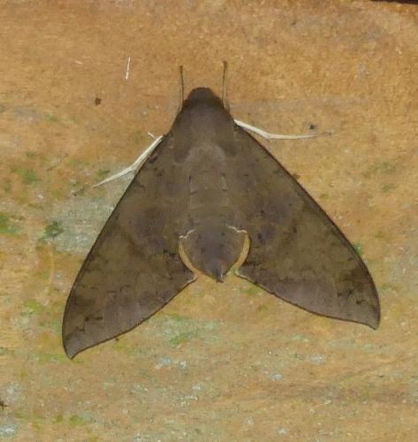 Pachylioides resumens